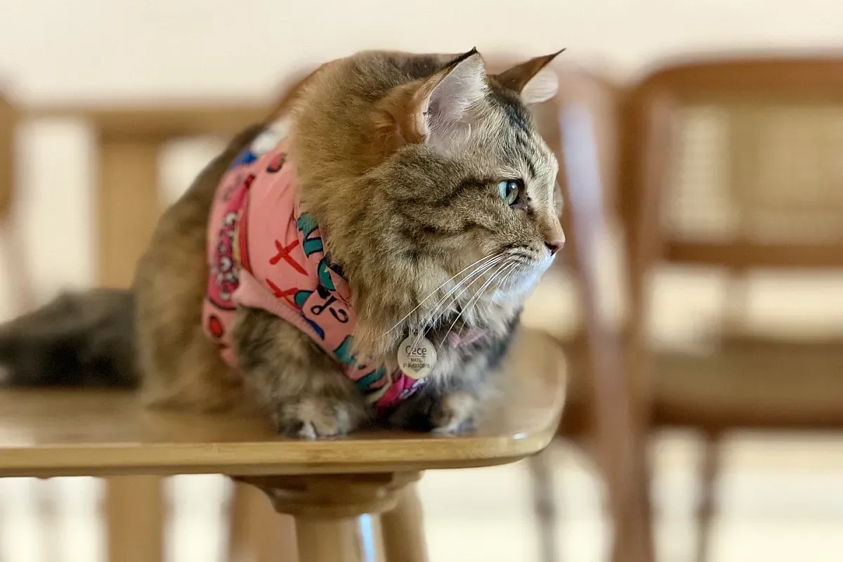Munchkin & The Gang Cat Cafe – Image 2