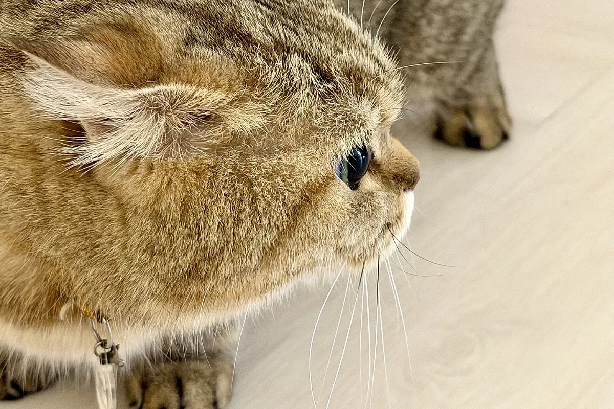 Munchkin & The Gang Cat Cafe – Image 3